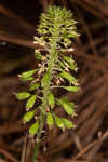 Green adder's-mouth orchid